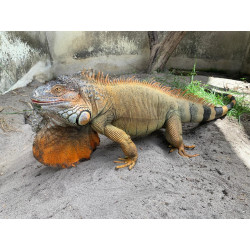 Iguana - El Salvador + Amazônico