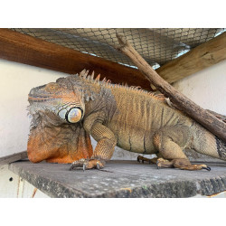 RESERVA DE Iguana - El Salvador Laranja