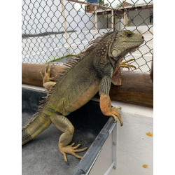 RESERVA DE Iguana - El Salvador Laranja