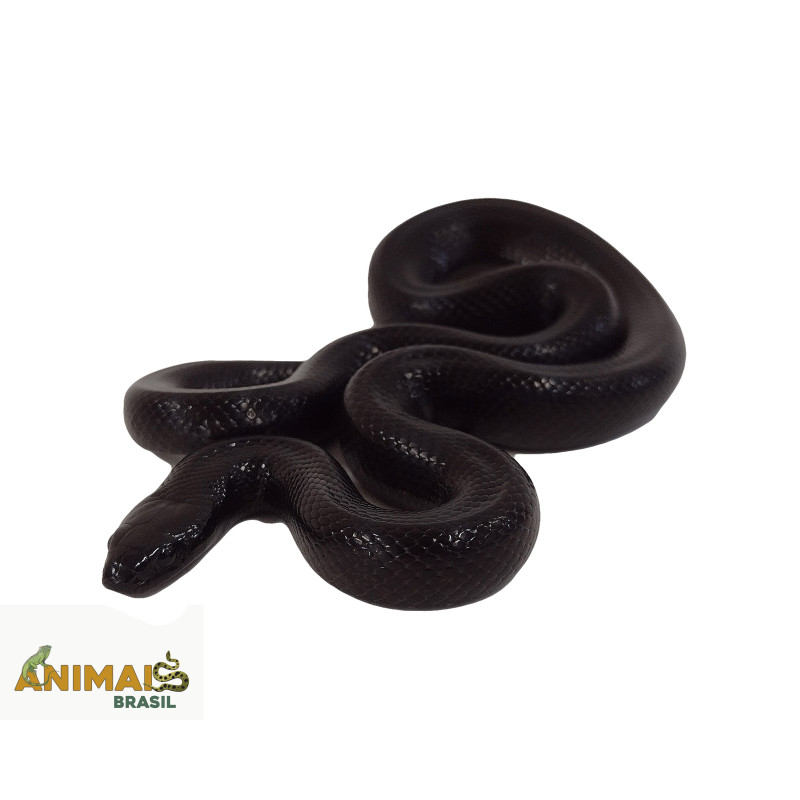 King Snake Nigritus (Lampropeltis getula)