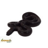 King Snake Nigritus (Lampropeltis getula)