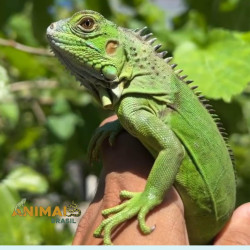 RESERVA DE Iguana -...