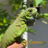 RESERVA Iguana -  Amazônico + El Salvador