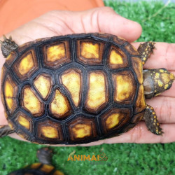 Jabuti Piranga da Floresta (Chelonoidis carbonaria)
