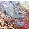 Jacarerana (Crocodilurus amazonicus)