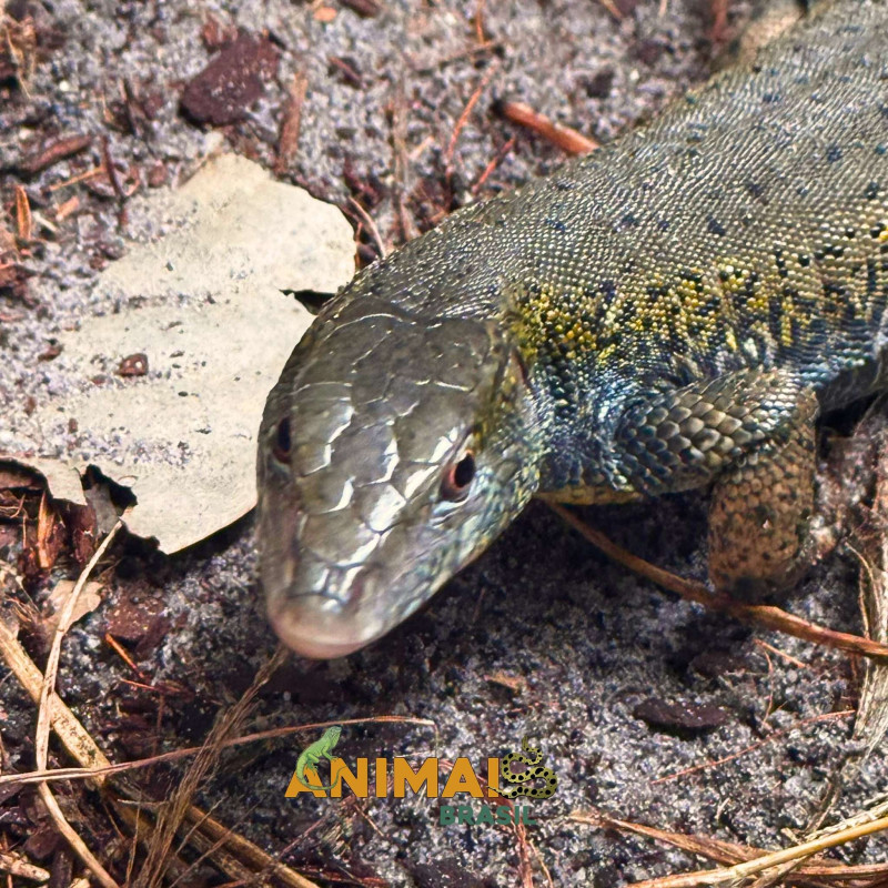 Jacarerana (Crocodilurus amazonicus)