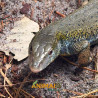Jacarerana (Crocodilurus amazonicus)