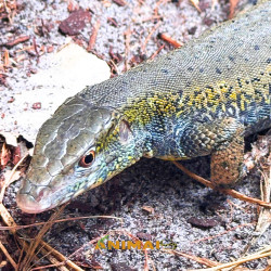 Jacarerana (Crocodilurus amazonicus)