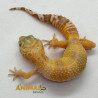 Gecko (Lagartixa Leopardo) EM098